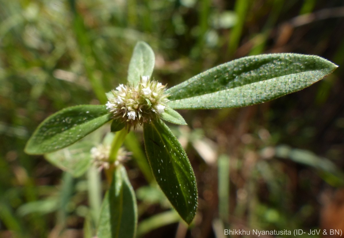Spermacoce prostrata Aubl.